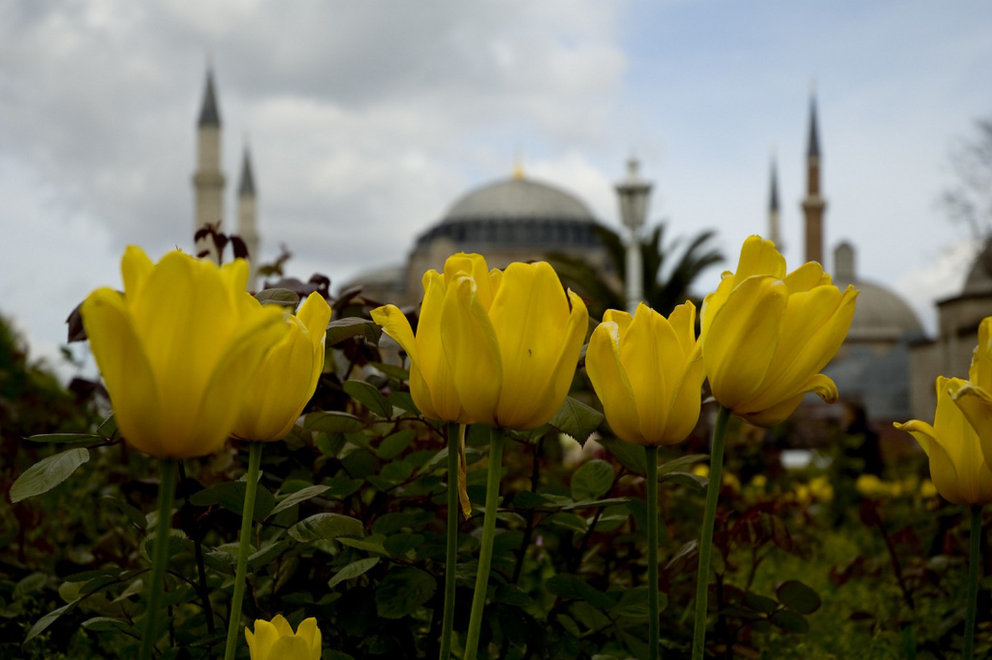 Стамбул тюльпаны